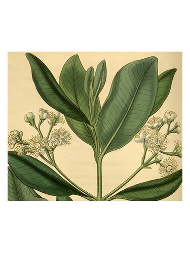 Olympic Orchids Artisan Perfumes Bay Rum
