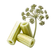 Angelica