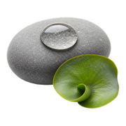 aquatic notes fragrance note