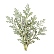 Artemisia