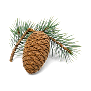 atlas-cedar