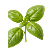 Basil
