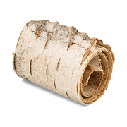 Birch