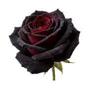 black-rose
