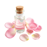 Bulgarian Rose
