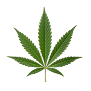 Cannabis