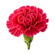 Carnation