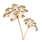 Carrot Seeds