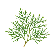 cedar-leaf