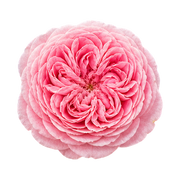 centifolia-rose