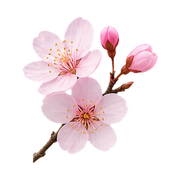 Cherry Blossom