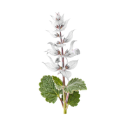 Clary Sage