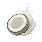 Coconut Milk