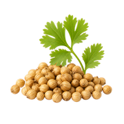 Coriander