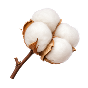 Cotton Flower