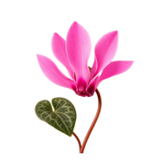 Cyclamen