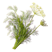 dill