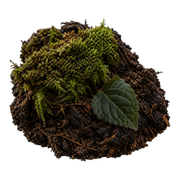 earthy notes fragrance note