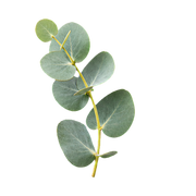 Eucalyptus