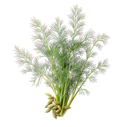 fennel