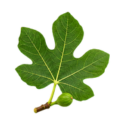fig-leaf