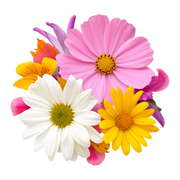 flowers fragrance note
