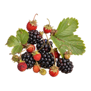 forest fruits fragrance note