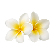 Frangipani