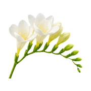 Freesia