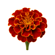 french-marigold