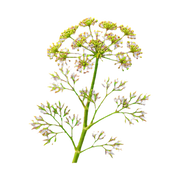 Galbanum
