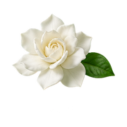 Gardenia