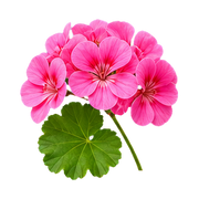 Geranium
