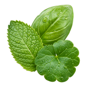 green notes fragrance note