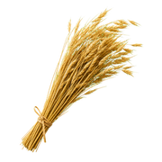 Oat