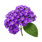 Heliotrope