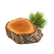 himalayan-cedar