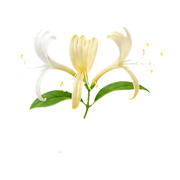 Honeysuckle