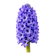 Hyacinth