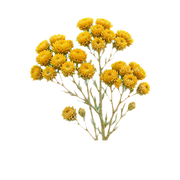 Immortelle