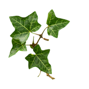 ivy