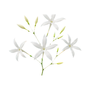 jasmine-grandiflorum