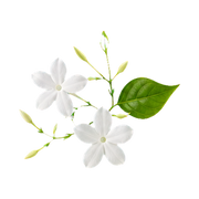 Jasmine