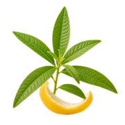 Lemon Verbena