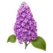 lilac