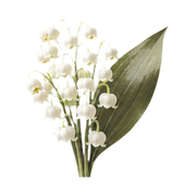 Lily of the Valley