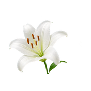 Lily