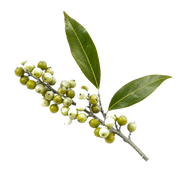 Litsea Cubeba