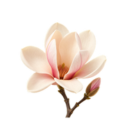 Magnolia