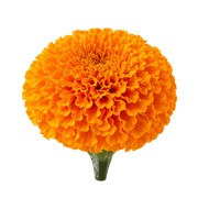 Marigold